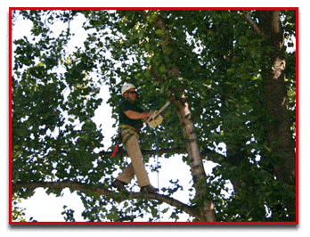 Tree Service in Kulpsville PA